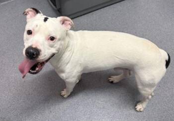Spooky -  Mixed Breed Dog for Adoption in West Chester, Pennsylvania - Spooky | PetCurious