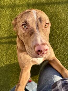 Rescue Mixed Breed Dogs for Adoption in Wichita, Kansas - Dipper | PetCurious