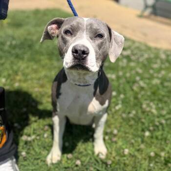 Mixed Breed Dogs Available for Adoption in Corinth, Mississippi - Marge | PetCurious