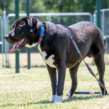 Toby -  Mixed Breed Dog for Adoption in Norman, Oklahoma - Toby | PetCurious