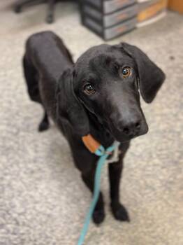 Mixed Breed Dogs Available for Adoption in Bemidji, Minnesota - Reggie | PetCurious