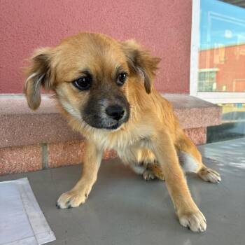 Terrier Dogs Available for Adoption - Jenson | PetCurious