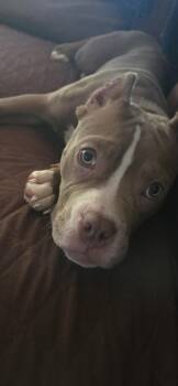 Rescue Pit Bull Terrier and Mixed Breed Dogs for Adoption in Burlington, Wisconsin - Dream | PetCurious