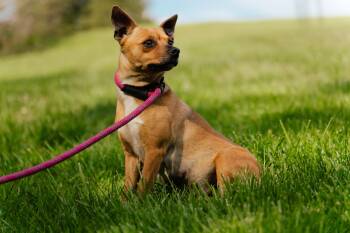 Rescue Chihuahua and Mixed Breed Dogs for Adoption in Gradyville, Kentucky - Juniper | PetCurious