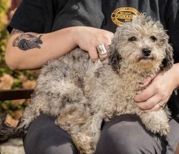 Rescue Bernadoodle Dogs for Adoption in Chester Springs, Pennsylvania - Macy | PetCurious