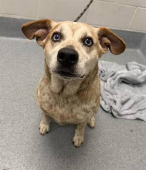 VASH -  Australian Cattle Dog Blue Heeler and Mixed Breed Dog for Adoption in Indianapolis, Indiana - VASH | PetCurious