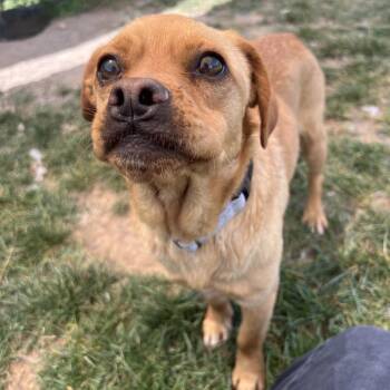 Donut -  Pug Dog for Adoption in Harrisonburg, Virginia - Donut | PetCurious