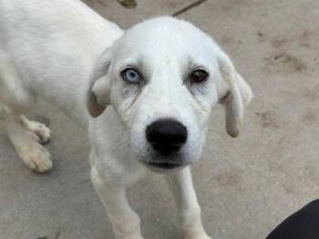 ZIMBAR -  Labrador Retriever Dog for Adoption in Tulsa, Oklahoma - ZIMBAR | PetCurious