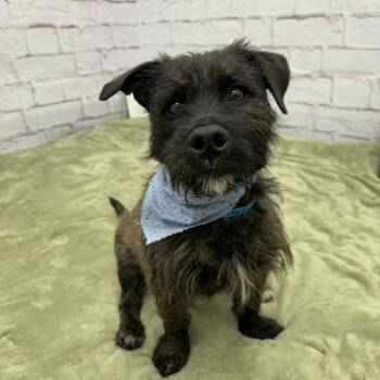 Rescue Cairn Terrier and Mixed Breed Dogs for Adoption in Oxford, Michigan - Monty | PetCurious
