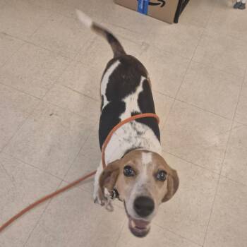 Mixed Breed Dogs Available for Adoption in Lake Panasoffkee, Florida - Lady Bug | PetCurious
