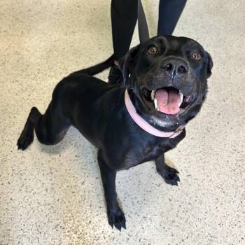 Mixed Breed Dogs Available for Adoption in Loxahatchee Groves, Florida - Suzy | PetCurious