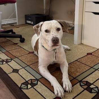 Canelo -  American Staffordshire Terrier and Mixed Breed Dog for Adoption in Houston, Texas - Canelo | PetCurious
