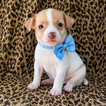 Piglet -  Chihuahua Dog for Adoption in Crosby, Texas - Piglet | PetCurious
