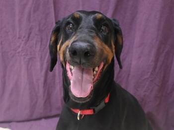 Doberman Pinscher Dogs Available for Adoption in Portland, Oregon - Maddy | PetCurious
