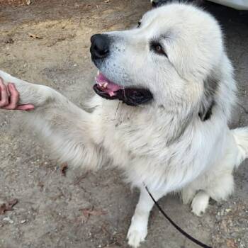 Great Pyrenees Dogs Available for Adoption - Kratos | PetCurious