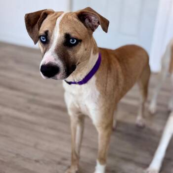Jed -  Labrador Retriever and Mixed Breed Dog for Adoption in Green Bay, Wisconsin - Jed | PetCurious