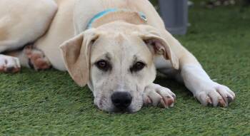 Hound Dogs Available for Adoption in Fort Worth, Texas - Griffin | PetCurious