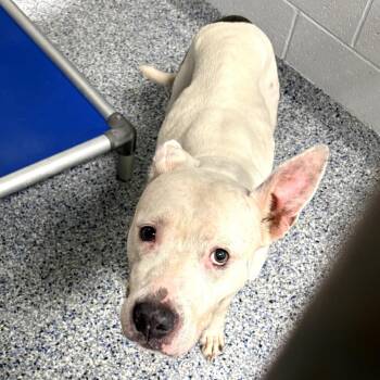 American Staffordshire Terrier Dogs Available for Adoption in Greenville, South Carolina - Snow | PetCurious