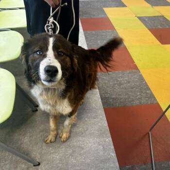 Mixed Breed Dogs Available for Adoption in West Chester, Pennsylvania - Khelani | PetCurious