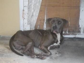 BLAKE -  American Bulldog and Mixed Breed Dog for Adoption in Doral, Florida - BLAKE | PetCurious