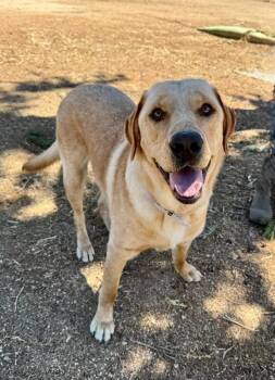 Teddy -  Yellow Labrador Retriever Dog for Adoption in Los Angeles, California - Teddy | PetCurious