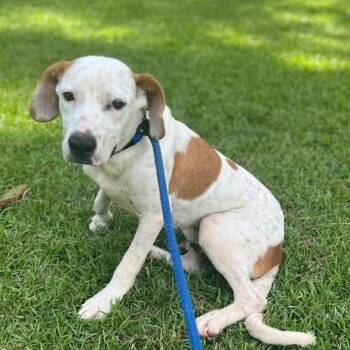 Otis -  Terrier Dog for Adoption in Fairfax Station, Virginia - Otis | PetCurious