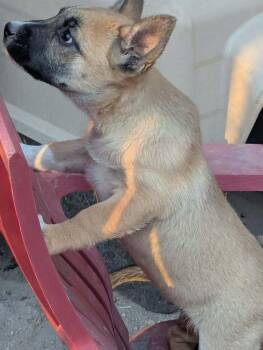 Drive Through litter, Popeye - located in UT -  Belgian Shepherd Malinois and Australian Cattle Dog Blue Heeler Dog for Adoption in Imlay City, Michigan - Drive Through Litter, Popeye - Located In UT | PetCurious