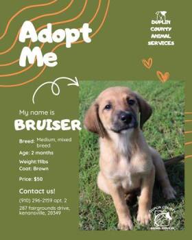 Bruiser -  Mixed Breed Dog for Adoption in Kenansville, North Carolina - Bruiser | PetCurious