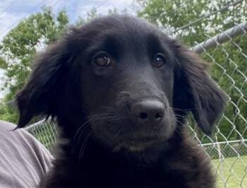Salley -  Shepherd Dog Available for Adoption in Glasgow, Kentucky - Salley | PetCurious