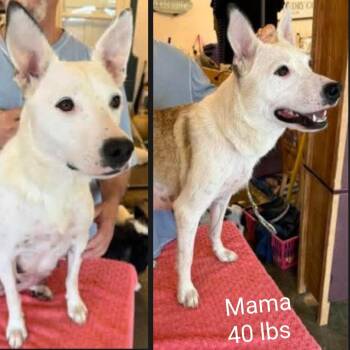 Madeline -  Mixed Breed Dog for Adoption - Madeline | PetCurious