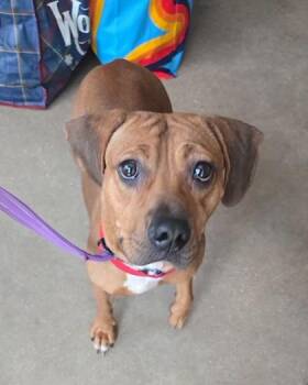 ALLIE -  Beagle Dog for Adoption in Fernandina Beach, Florida - ALLIE | PetCurious