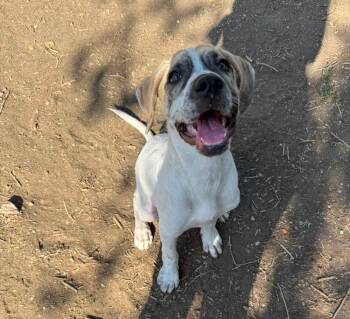 Parrot -  Great Pyrenees Dog for Adoption in Colorado Springs, Colorado - Parrot | PetCurious