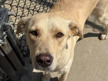 ISHU -  Labrador Retriever and Mixed Breed Dog for Adoption in Tulsa, Oklahoma - ISHU | PetCurious