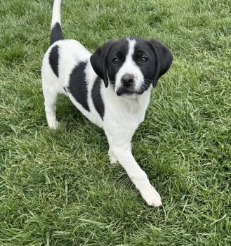 Hound and Labrador Retriever Dogs Available for Adoption in South Bend, Indiana - Meg | PetCurious