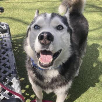 Tovy -  Husky Dog for Adoption in Providence, Rhode Island - Tovy | PetCurious