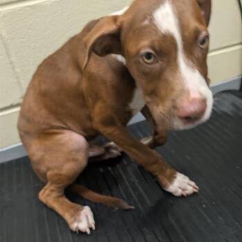09/14/2026-Stray-RowellStreet-4 -  Mixed Breed Dog for Adoption in Columbus, Georgia - 09/14/2026-Stray-RowellStreet-4 | PetCurious