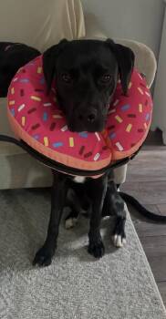 Enzo -  Labrador Retriever Dog for Adoption in Willingboro, New Jersey - Enzo | PetCurious