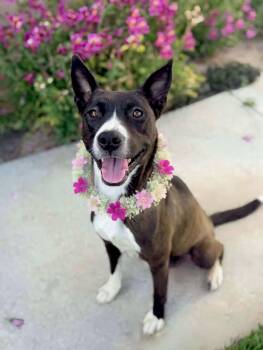 Pit Bull Terrier and Staffordshire Bull Terrier Dogs Available for Adoption in Newport Beach, California - Dana | PetCurious