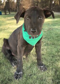 Kilo -  Shepherd and Mastiff Dog for Adoption in Kingman, Arizona - Kilo | PetCurious
