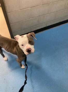 REMEY -  Pit Bull Terrier Dog for Adoption in Dallas, Texas - REMEY | PetCurious