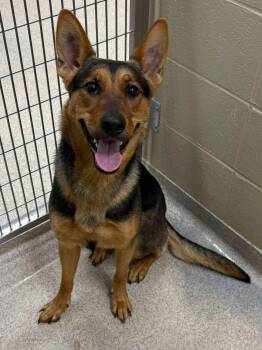 Rescue Shepherd Dogs for Adoption in Youngstown, Ohio - Shelly | PetCurious