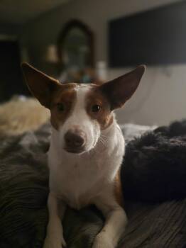 Australian Cattle Dog Blue Heeler Dogs Available for Adoption - Little Man | PetCurious