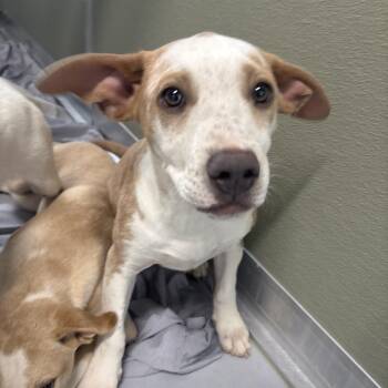 Ruby -  Mixed Breed Dog for Adoption in Spokane, Washington - Ruby | PetCurious