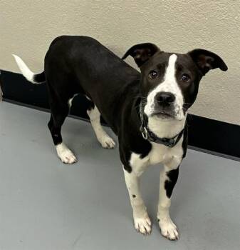 Oreo -  Pit Bull Terrier Dog for Adoption in Phoenix, Oregon - Oreo | PetCurious