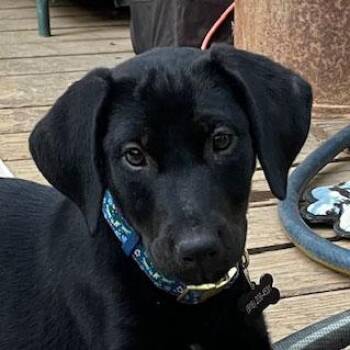 Nova -  Labrador Retriever Dog for Adoption in Concord, California - Nova | PetCurious