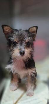 Yorkshire Terrier and Chihuahua Dogs Available for Adoption - Pip Squeak  | PetCurious