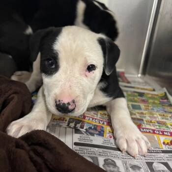 Boda -  Mixed Breed Dog Available for Adoption in Corbin, Kentucky - Boda | PetCurious