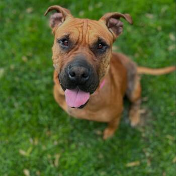 Rescue Mastiff and Shar Pei Dogs for Adoption in Detroit, Michigan - Dandelion | PetCurious
