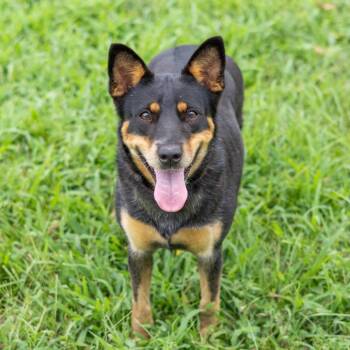 Leslie -  Cattle Dog and Mixed Breed Dog for Adoption in Wilmington, Delaware - Leslie | PetCurious