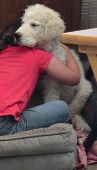 Duke Pyr -  Great Pyrenees Dog for Adoption in Midway, Utah - Duke Pyr | PetCurious